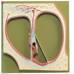 Section Through The Middle Turn Of The Model Snail